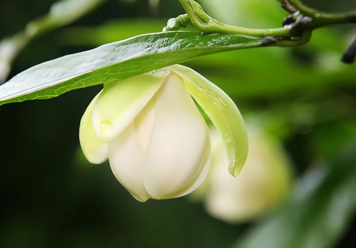 夜合花